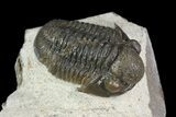 Gerastos Trilobite Fossil - Foum Zguid #69740-2